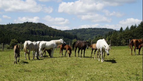 W gminie Stoszowice zastrzelono konia wartego prawie pół miliona złotych