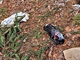Zamarznięty pies w lesie