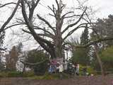Wojsławicki buk, Drzewo Roku 2023 zostało otulone na zimę