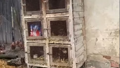 Inspektorzy Dolnośląskiego Inspektoratu Ochrony Zwierząt interweniowali w jednej z wsi pod Kłodzkiem, gdzie w klatkach na króliki trzymane były psy.