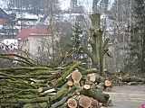 W dniach 2 i 3 lutego 2021 roku w godzinach od 8-16 przy ul. Kołłątaja w Szczytnej będzie prowadzona wycinka drzew.
