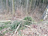 Władze Nowej Rudy wystosowały apel w sprawie podjęcia działań mających na celu wstrzymanie wycinki drzew na terenach leśnych