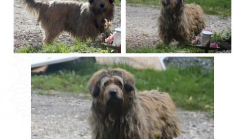 Znaleziono psa w Gniewoszowie - poszukiwania właściciela
