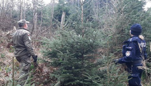 Policja i Straż Leśna zapobiegają nielegalnym wycinkom drzew iglastych