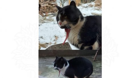 Znaleziono kota w Gniewoszowie