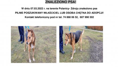 Znaleziono psa w Polanicy-Zdroju