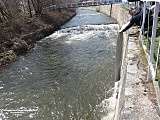 Do końca kwietnia do rzek trafi blisko 4 ton młodych pstrągów potokowych