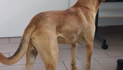 Znaleziono psa w Polanicy-Zdroju 