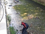 Polanica-Zdrój: wspólnie posprzątali koryto rzeki [Foto]