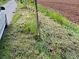 Gmina Radków: Wandale połamali drzewka posadzone wzdłuż drogi przez Nowy Świat [Foto]