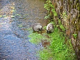 Szczurobobry w Wambierzycach