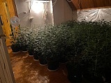 [FOTO] Plantacja marihuany zlikwidowana
