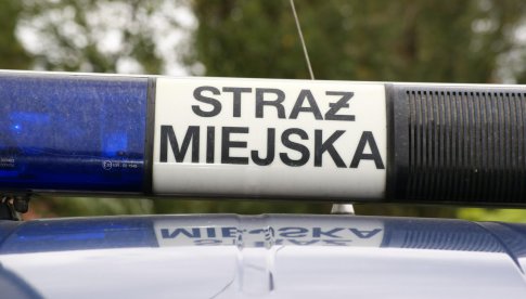 Libacja alkoholowa pod chmurką, kaczki maszerujące Wrocławską, czyli interwencje  strażników
