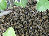 [FOTO, WIDEO] Rój pszczół na terenie fabryki
