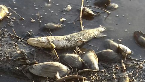 [FOTO] Wędkarze załamani śniętymi rybami i martwymi małżami w zalewie