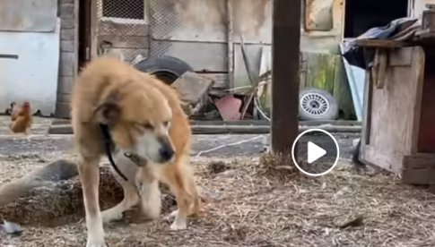 [WIDEO] Fatalne warunki dla psów. Wolontariusze odebrali zwierzaka sołtysowi