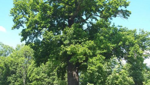 Kolejne drzewa zyskały tytuł pomnika przyrody w gminie Żarów