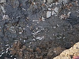 [INTERWENCJA] Śnięte ryby w Książaskim Parku Krajobrazowym. Co się dzieje?