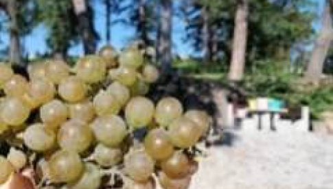 [FOTO] Pierwsze plony winogron w Strzegomiu zebrane