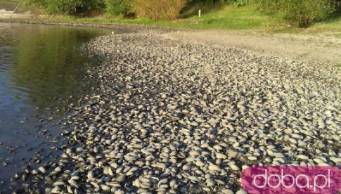 Katastrofa ekologiczna na zalewie Witoszówka. Niespodziewany zwrot w sprawie