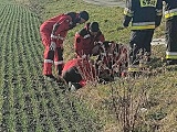 [FOTO] Bóbr wpadł do studzienki. Pomogli strażacy
