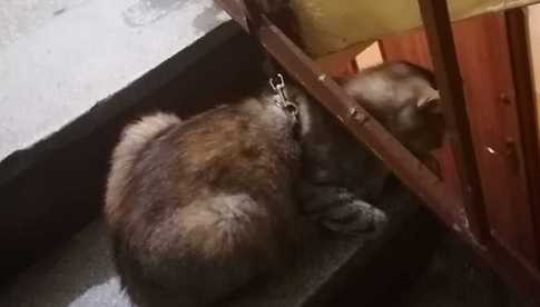 Poranna libacja za sklepem, przywiązany kot na klatce schodowej i błąkający się owczarek. Zobacz, gdzie interweniowali strażnicy miejscy w minionym tygodniu