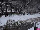 [FOTO] Pobiegli zaśnieżonymi alejkami Parku Centralnego. Finał Świdnickich Biegów Parkowych