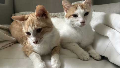 [FOTO] Te urocze kociaki poszukują domu. Poznajcie Lolusia i Wasylka