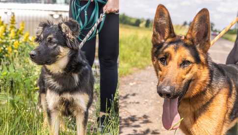 Poznajcie Matrixa i Kierasa. Te urocze młode psiaki czekają na adopcję