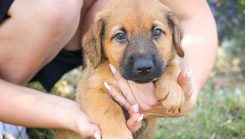 Cztery urocze szczeniaki czekają na opiekunów. Ktoś chętny na adopcję psich maluchów?