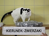 grafika