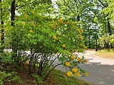 grafika