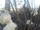 Zniszczone tamy bobrowe w Błotnicy