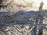 Zniszczone tamy bobrowe w Błotnicy