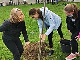 #ZieloneZąbkowice – posadzono drzewa, krzewy i kwiaty 