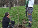Bardo: Sadzenie drzew w Sadzie Czereśniowym