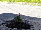 Ładne kwiatki - mieszkańcy Chwalisławia mają dość zniszczonej nawierzchni drogi
