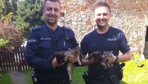 Policjanci uratowali małe kotki, strażacy warchlaka, który utknął w korycie rzeki