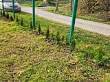 Ząbkowice Śląskie: Zielona Gmina