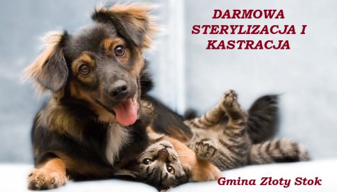 Darmowa akcja sterylizacji i kastracji psów i kotów w gminie Złoty Stok 