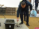 Wmurowanie kamienia węgielnego pod budowę Inkubatora Przedsiębiorczości w Ząbkowicach Śląskich