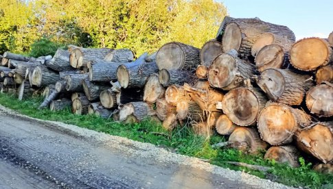 Drewno z wycinki drzew z terenu Gminy Ząbkowice Śląskie na sprzedaż