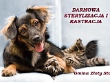 Złoty Stok: Darmowa sterylizacja i kastracja psów i kotów