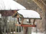 Czy i jak dokarmiać ptaki oraz zwierzęta leśne zimą? Eksperci UPWr wyjaśniają