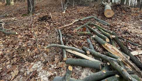 Policjanci z Kamieńca zatrzymali 60-latka na gorącym uczynku nielegalnej wycinki w lesie